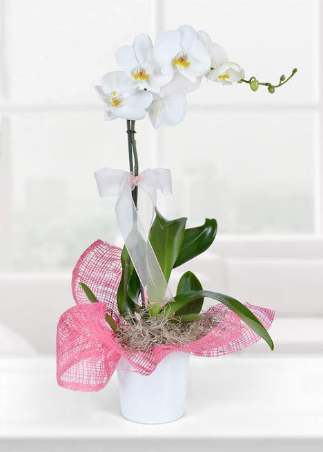 Beyaz Orkide Ýskenderun
